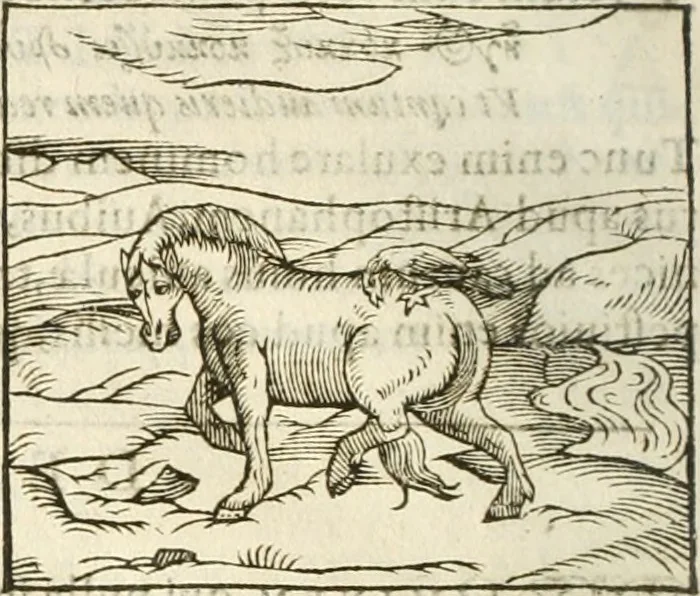 An illustration from Hieroglyphica, seu De sacris Aegyptiorum aliarumque gentium literis commentarii, 1594, leaf 255