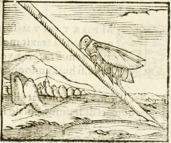 An illustration from Hieroglyphica, seu De sacris Aegyptiorum aliarumque gentium literis commentarii, 1594, leaf 268