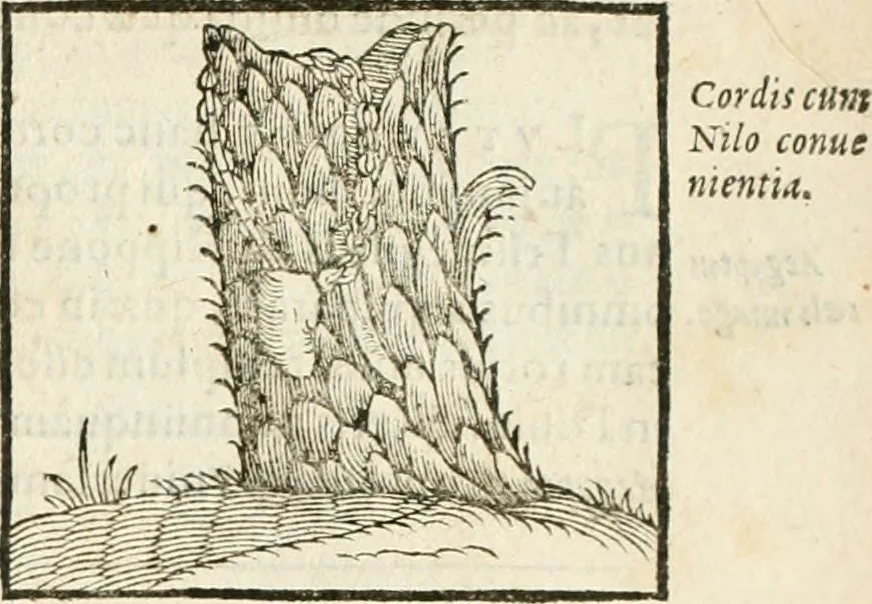An illustration from Hieroglyphica, seu De sacris Aegyptiorum aliarumque gentium literis commentarii, 1594, leaf 336