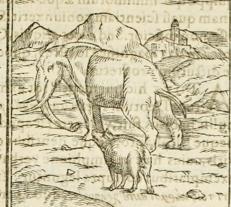 An illustration from Hieroglyphica, seu De sacris Aegyptiorum aliarumque gentium literis commentarii, 1594, leaf 36