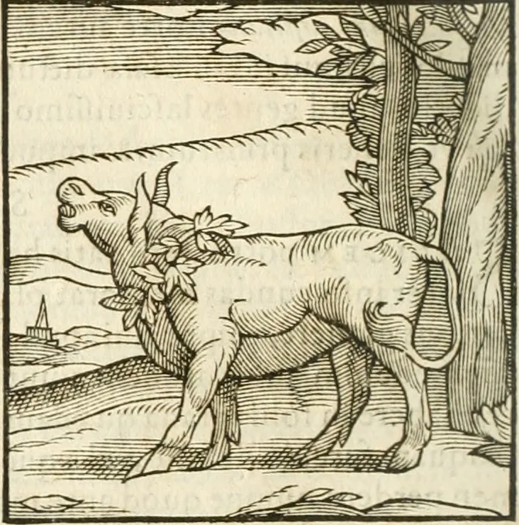 An illustration from Hieroglyphica, seu De sacris Aegyptiorum aliarumque gentium literis commentarii, 1594, leaf 527