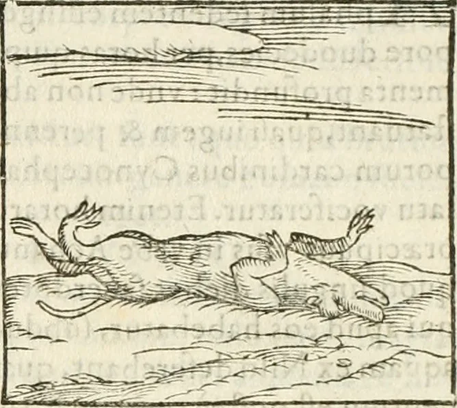 An illustration from Hieroglyphica, seu De sacris Aegyptiorum aliarumque gentium literis commentarii, 1594, leaf 72