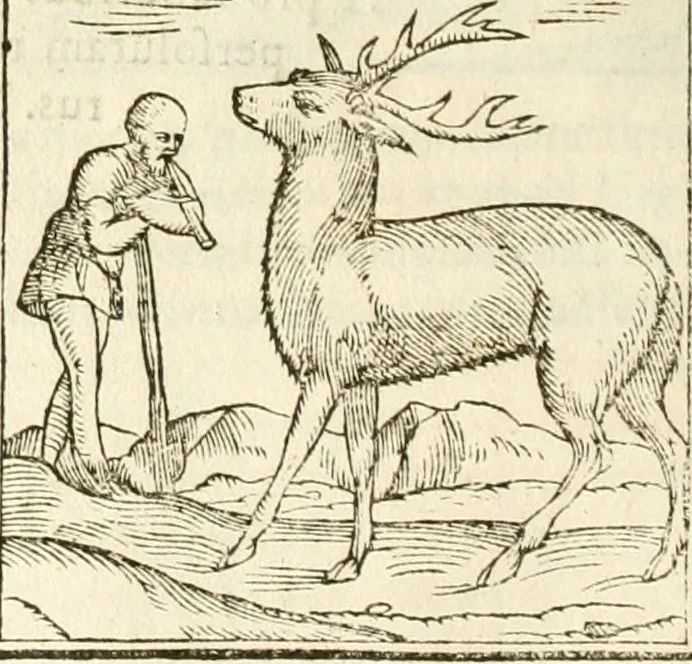 An illustration from Hieroglyphica, seu De sacris Aegyptiorum aliarumque gentium literis commentarii, 1594, leaf 79
