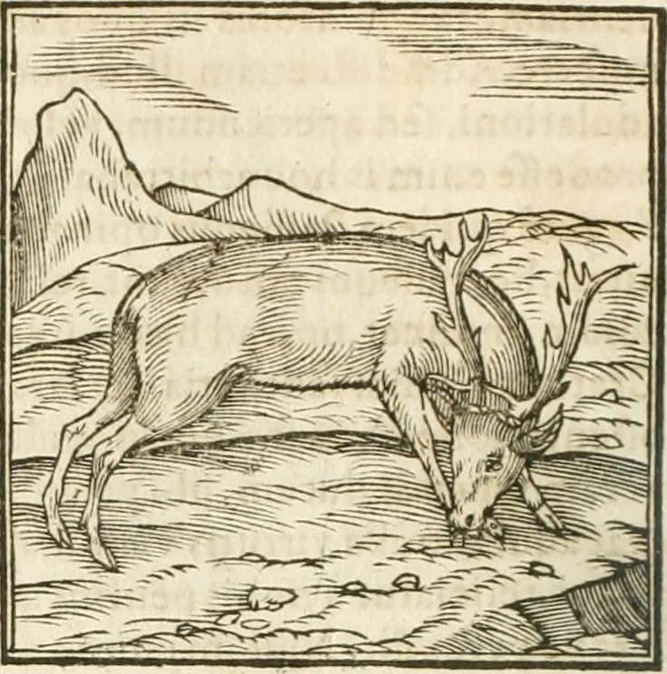 An illustration from Hieroglyphica, seu De sacris Aegyptiorum aliarumque gentium literis commentarii, 1594, leaf 81
