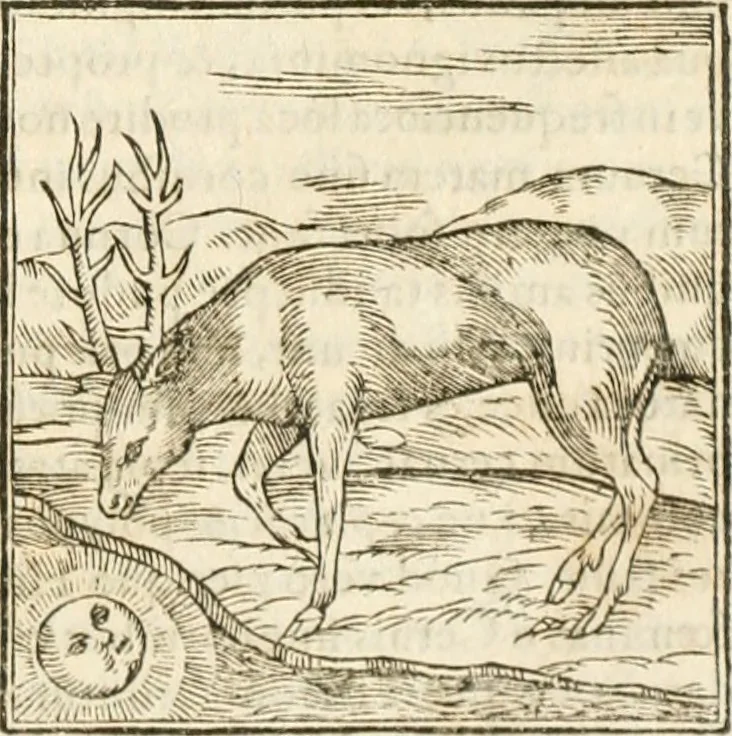 An illustration from Hieroglyphica, seu De sacris Aegyptiorum aliarumque gentium literis commentarii, 1594, leaf 82