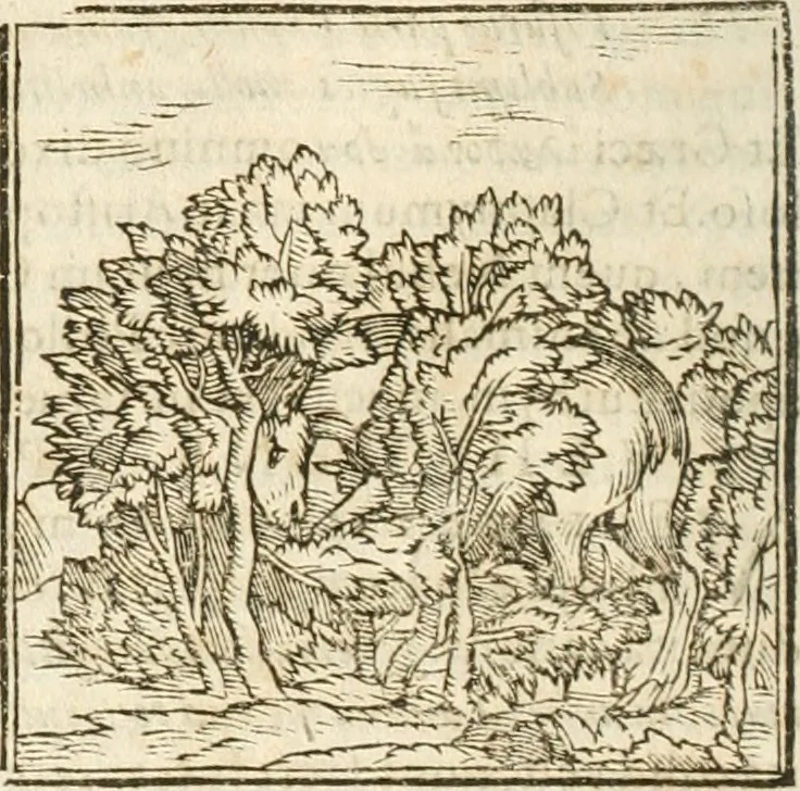 An illustration from Hieroglyphica, seu De sacris Aegyptiorum aliarumque gentium literis commentarii, 1594, leaf 83