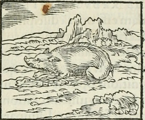 An illustration from Hieroglyphica, siue, De sacris Aegyptiorum literis commentarii, Ioannis Pierii Valeriani Bolzanii Bellunensis, 1556, leaf 132