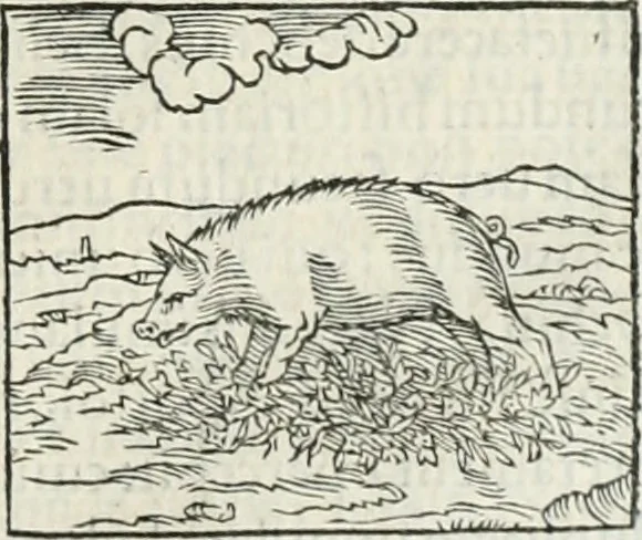 An illustration from Hieroglyphica, siue, De sacris Aegyptiorum literis commentarii, Ioannis Pierii Valeriani Bolzanii Bellunensis, 1556, leaf 132