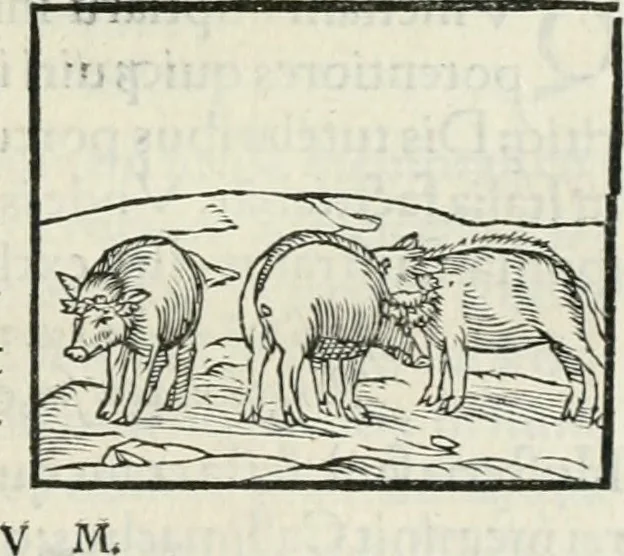 An illustration from Hieroglyphica, siue, De sacris Aegyptiorum literis commentarii, Ioannis Pierii Valeriani Bolzanii Bellunensis, 1556, leaf 142