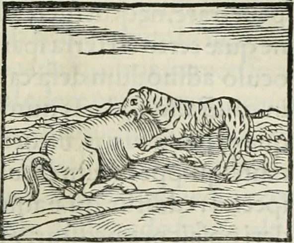 An illustration from Hieroglyphica, siue, De sacris Aegyptiorum literis commentarii, Ioannis Pierii Valeriani Bolzanii Bellunensis, 1556, leaf 174