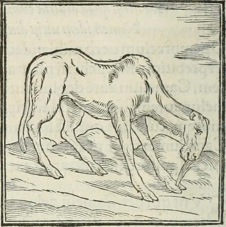 An illustration from Hieroglyphica, siue, De sacris Aegyptiorum literis commentarii, Ioannis Pierii Valeriani Bolzanii Bellunensis, 1556, leaf 193