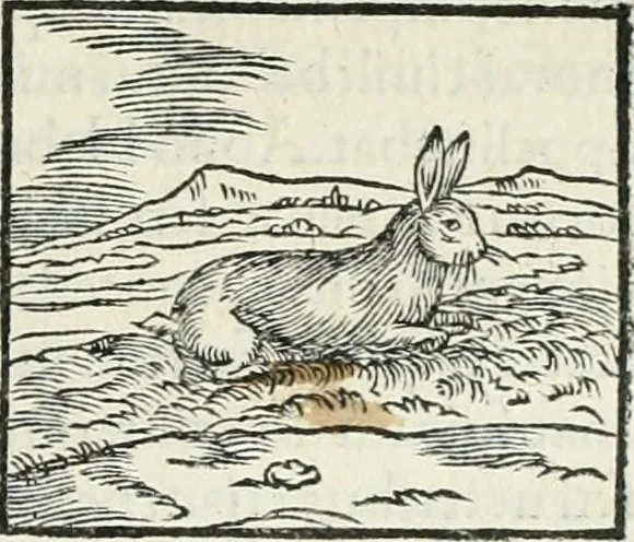 An illustration from Hieroglyphica, siue, De sacris Aegyptiorum literis commentarii, Ioannis Pierii Valeriani Bolzanii Bellunensis, 1556, leaf 194