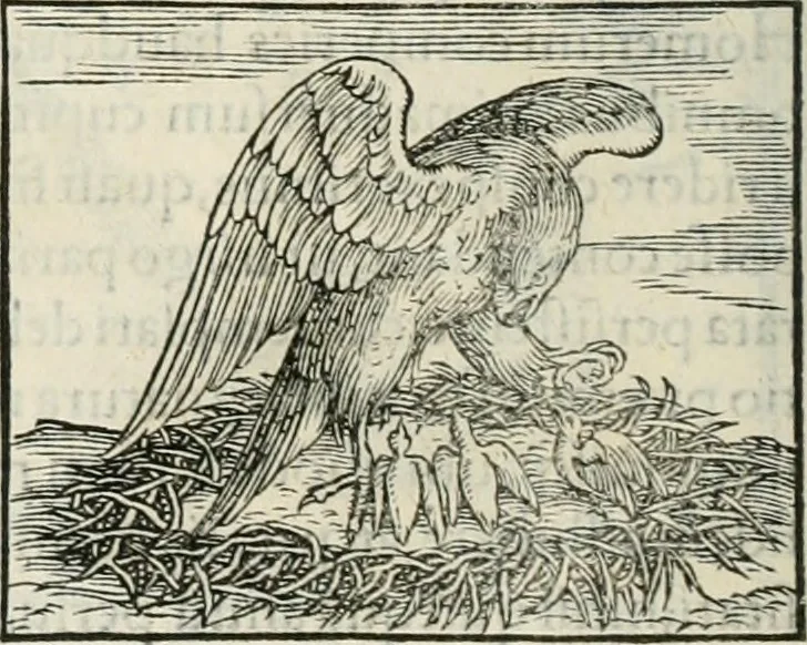 An illustration from Hieroglyphica, siue, De sacris Aegyptiorum literis commentarii, Ioannis Pierii Valeriani Bolzanii Bellunensis, 1556, leaf 269