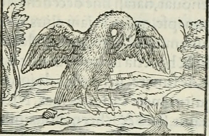 An illustration from Hieroglyphica, siue, De sacris Aegyptiorum literis commentarii, Ioannis Pierii Valeriani Bolzanii Bellunensis, 1556, leaf 292