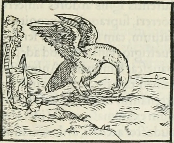 An illustration from Hieroglyphica, siue, De sacris Aegyptiorum literis commentarii, Ioannis Pierii Valeriani Bolzanii Bellunensis, 1556, leaf 294
