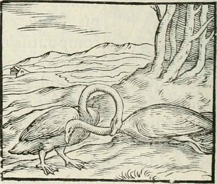 An illustration from Hieroglyphica, siue, De sacris Aegyptiorum literis commentarii, Ioannis Pierii Valeriani Bolzanii Bellunensis, 1556, leaf 333