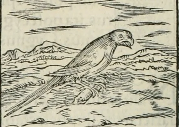 An illustration from Hieroglyphica, siue, De sacris Aegyptiorum literis commentarii, Ioannis Pierii Valeriani Bolzanii Bellunensis, 1556, leaf 337