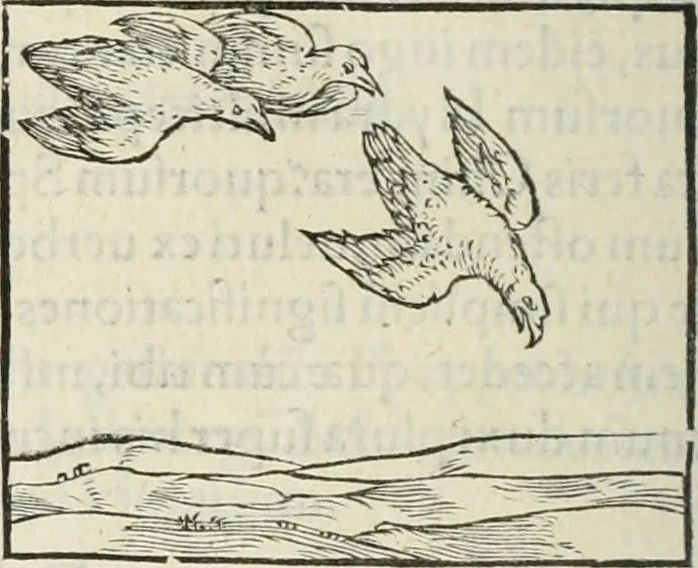 An illustration from Hieroglyphica, siue, De sacris Aegyptiorum literis commentarii, Ioannis Pierii Valeriani Bolzanii Bellunensis, 1556, leaf 341