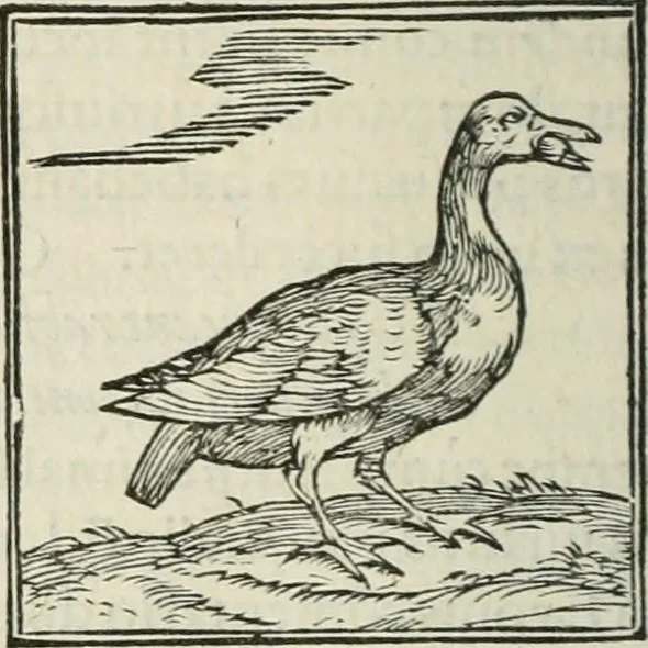 An illustration from Hieroglyphica, siue, De sacris Aegyptiorum literis commentarii, Ioannis Pierii Valeriani Bolzanii Bellunensis, 1556, leaf 353