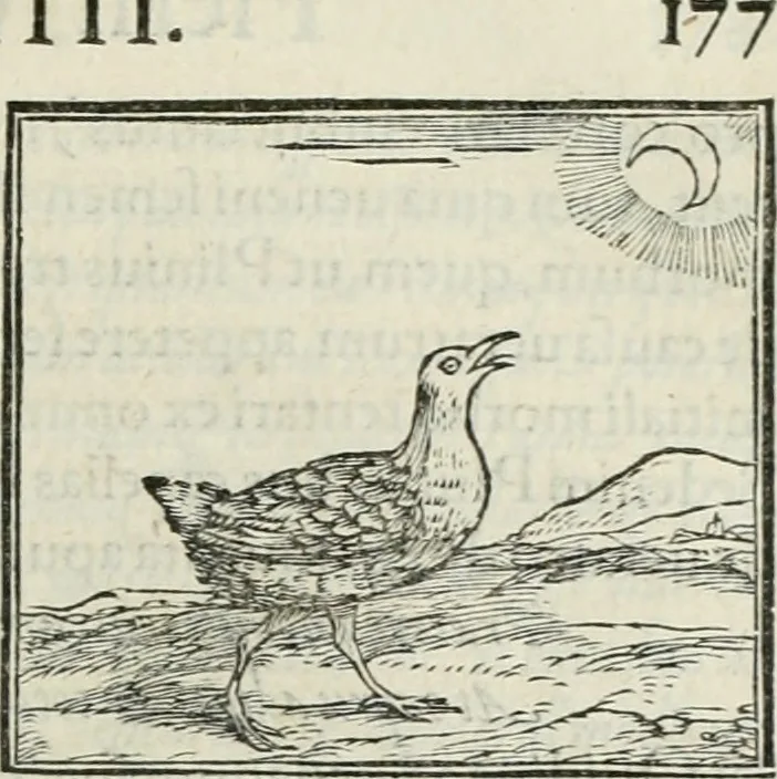 An illustration from Hieroglyphica, siue, De sacris Aegyptiorum literis commentarii, Ioannis Pierii Valeriani Bolzanii Bellunensis, 1556, leaf 358