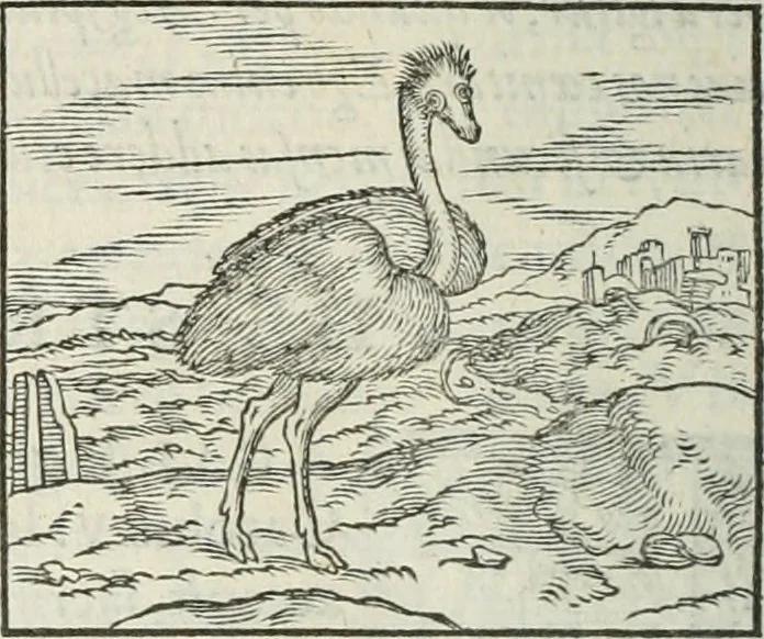 An illustration from Hieroglyphica, siue, De sacris Aegyptiorum literis commentarii, Ioannis Pierii Valeriani Bolzanii Bellunensis, 1556, leaf 361