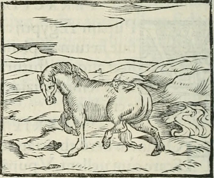 An illustration from Hieroglyphica, siue, De sacris Aegyptiorum literis commentarii, Ioannis Pierii Valeriani Bolzanii Bellunensis, 1556, leaf 369