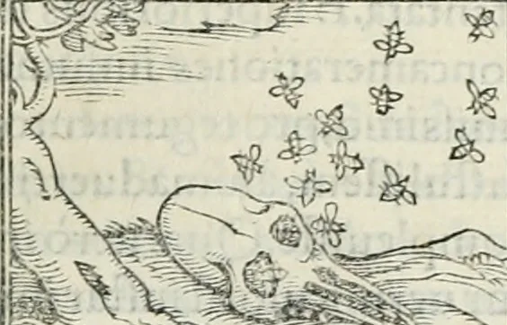 An illustration from Hieroglyphica, siue, De sacris Aegyptiorum literis commentarii, Ioannis Pierii Valeriani Bolzanii Bellunensis, 1556, leaf 384