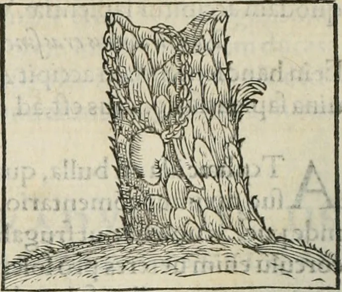 An illustration from Hieroglyphica, siue, De sacris Aegyptiorum literis commentarii, Ioannis Pierii Valeriani Bolzanii Bellunensis, 1556, leaf 489