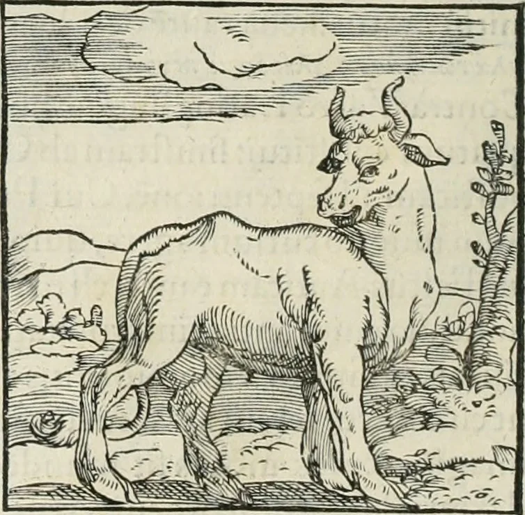 An illustration from Hieroglyphica, siue, De sacris Aegyptiorum literis commentarii, Ioannis Pierii Valeriani Bolzanii Bellunensis, 1556, leaf 53