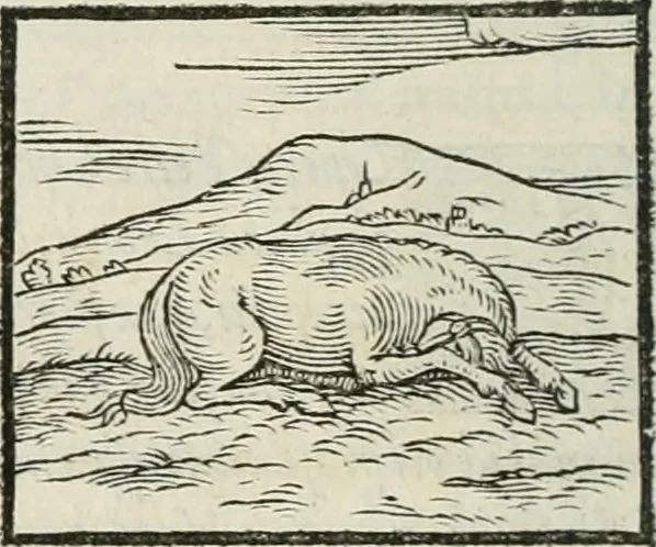 An illustration from Hieroglyphica, siue, De sacris Aegyptiorum literis commentarii, Ioannis Pierii Valeriani Bolzanii Bellunensis, 1556, leaf 67