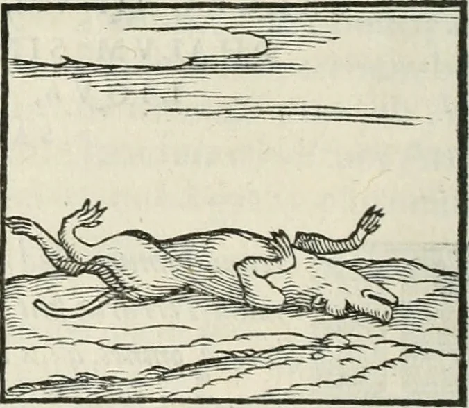 An illustration from Hieroglyphica, siue, De sacris Aegyptiorum literis commentarii, Ioannis Pierii Valeriani Bolzanii Bellunensis, 1556, leaf 95