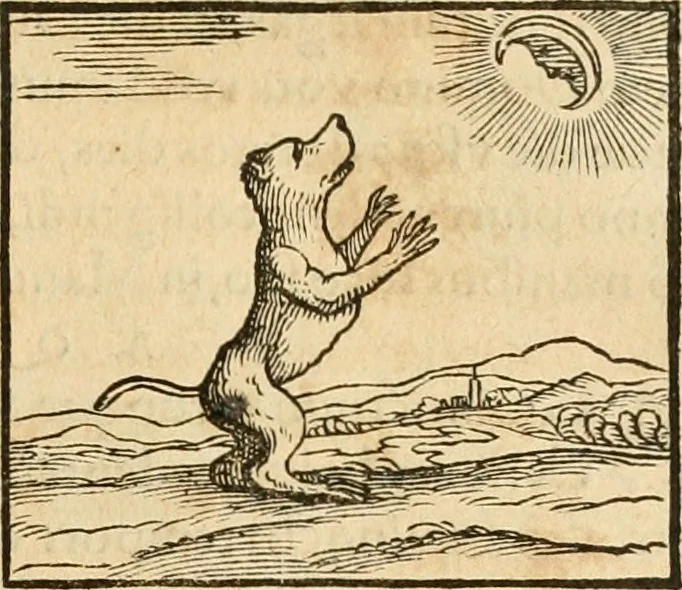 An illustration from Hieroglyphica, sive, De sacris Aegyptiorvm aliarvmqve gentivm literis commentarij, 1575, leaf 100