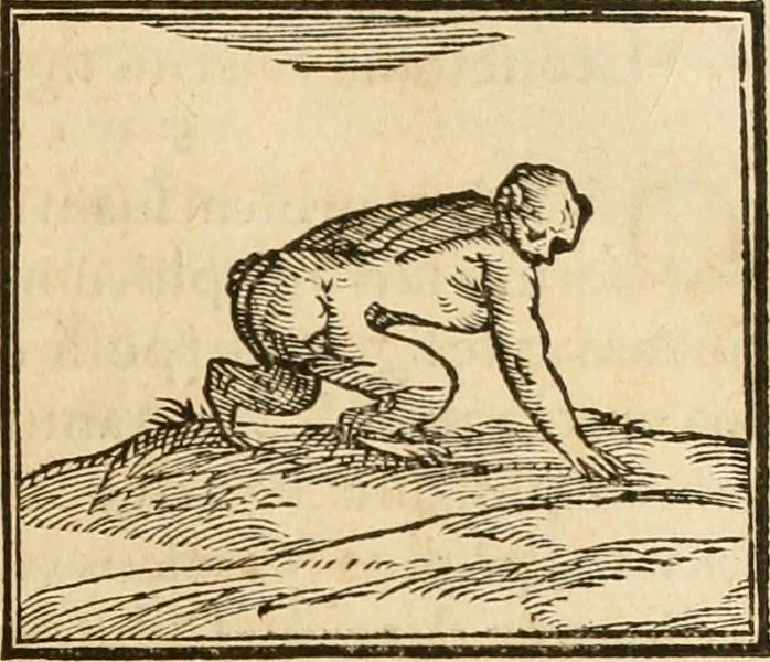 An illustration from Hieroglyphica, sive, De sacris Aegyptiorvm aliarvmqve gentivm literis commentarij, 1575, leaf 108