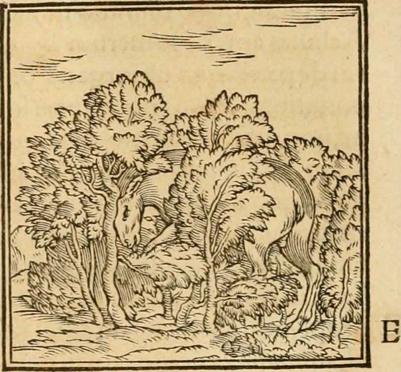An illustration from Hieroglyphica, sive, De sacris Aegyptiorvm aliarvmqve gentivm literis commentarij, 1575, leaf 117