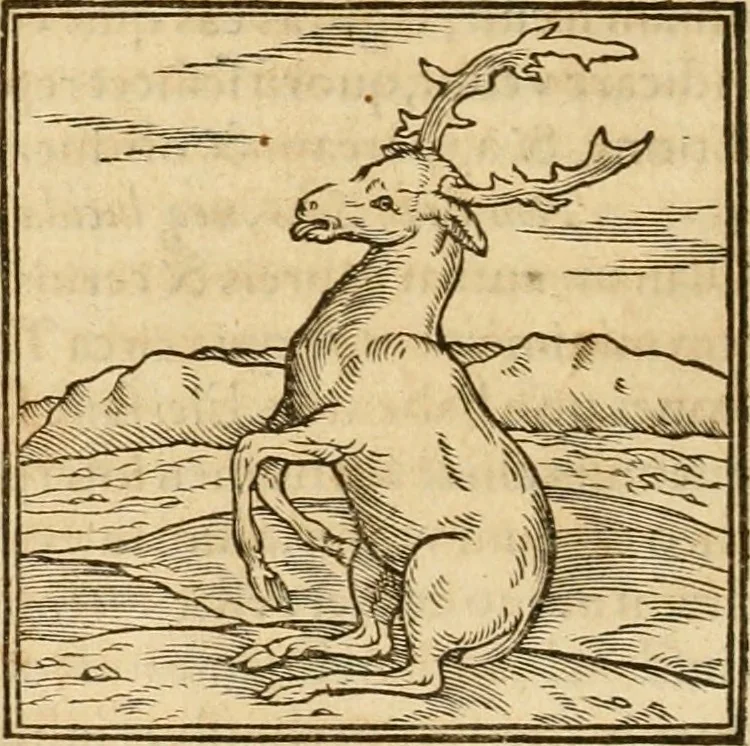 An illustration from Hieroglyphica, sive, De sacris Aegyptiorvm aliarvmqve gentivm literis commentarij, 1575, leaf 119