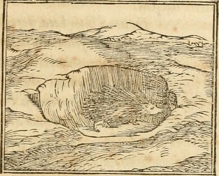 An illustration from Hieroglyphica, sive, De sacris Aegyptiorvm aliarvmqve gentivm literis commentarij, 1575, leaf 132