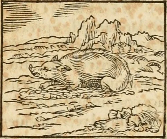 An illustration from Hieroglyphica, sive, De sacris Aegyptiorvm aliarvmqve gentivm literis commentarij, 1575, leaf 136