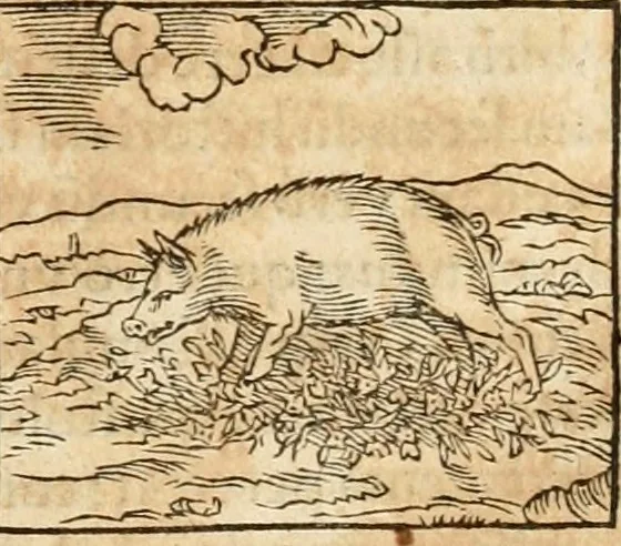 An illustration from Hieroglyphica, sive, De sacris Aegyptiorvm aliarvmqve gentivm literis commentarij, 1575, leaf 136