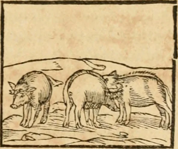An illustration from Hieroglyphica, sive, De sacris Aegyptiorvm aliarvmqve gentivm literis commentarij, 1575, leaf 146
