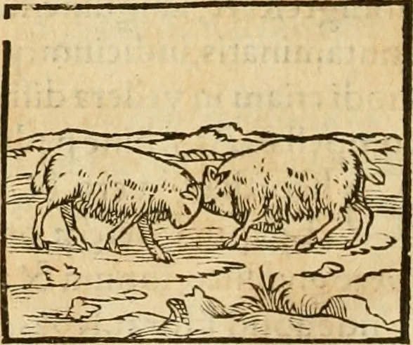 An illustration from Hieroglyphica, sive, De sacris Aegyptiorvm aliarvmqve gentivm literis commentarij, 1575, leaf 163