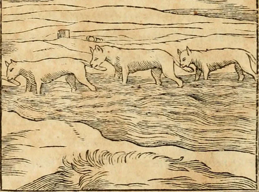 An illustration from Hieroglyphica, sive, De sacris Aegyptiorvm aliarvmqve gentivm literis commentarij, 1575, leaf 167