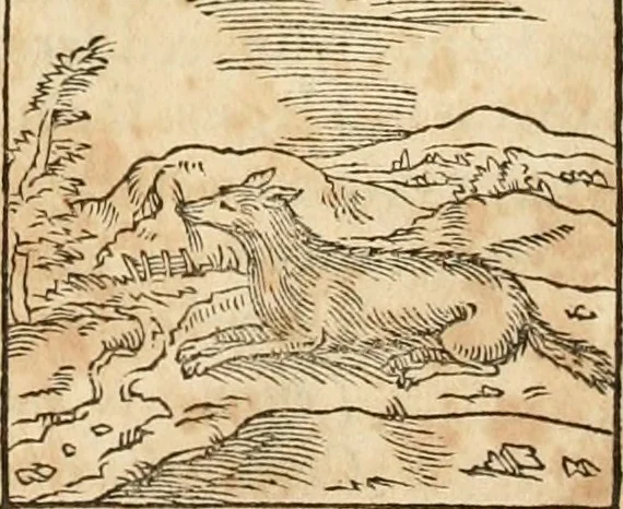 An illustration from Hieroglyphica, sive, De sacris Aegyptiorvm aliarvmqve gentivm literis commentarij, 1575, leaf 168