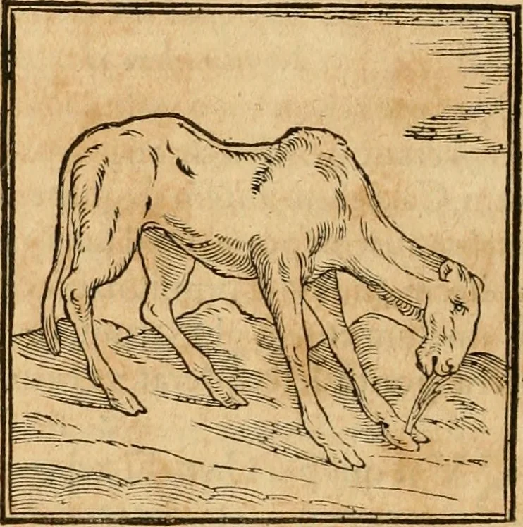 An illustration from Hieroglyphica, sive, De sacris Aegyptiorvm aliarvmqve gentivm literis commentarij, 1575, leaf 197