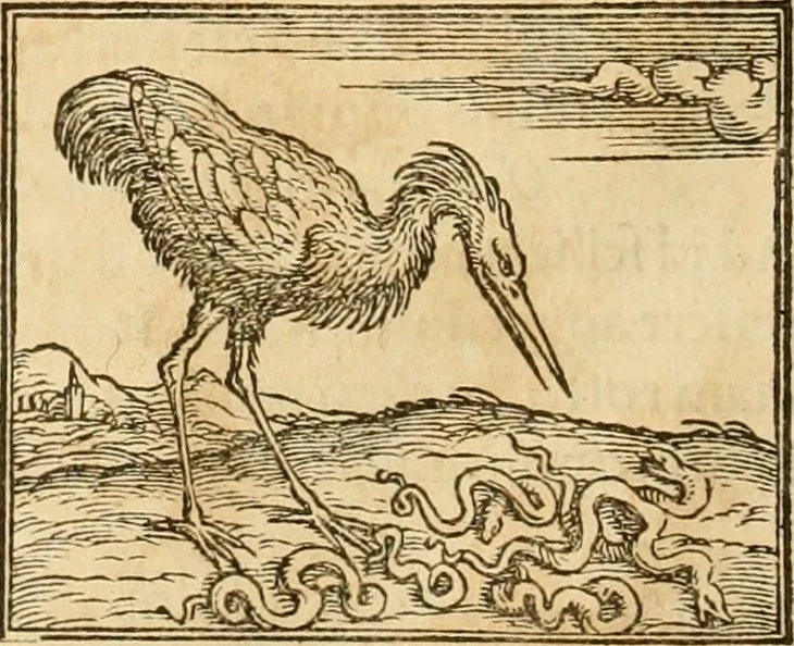 An illustration from Hieroglyphica, sive, De sacris Aegyptiorvm aliarvmqve gentivm literis commentarij, 1575, leaf 261