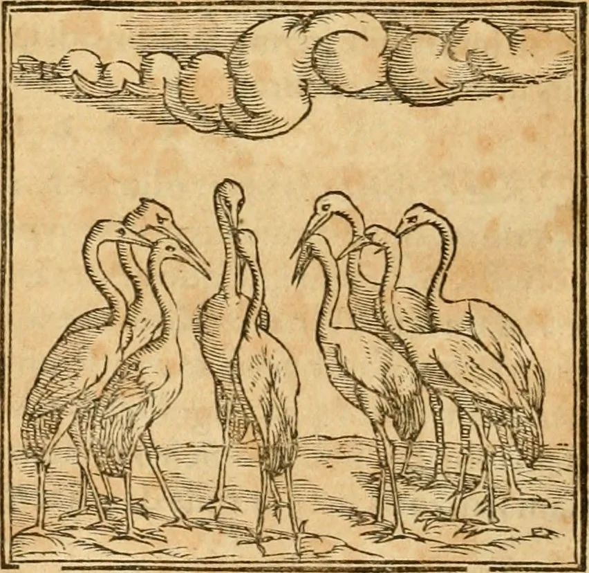 An illustration from Hieroglyphica, sive, De sacris Aegyptiorvm aliarvmqve gentivm literis commentarij, 1575, leaf 265