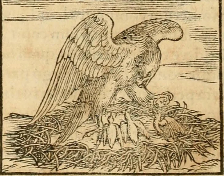 An illustration from Hieroglyphica, sive, De sacris Aegyptiorvm aliarvmqve gentivm literis commentarij, 1575, leaf 273