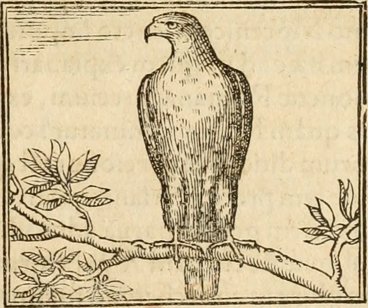 An illustration from Hieroglyphica, sive, De sacris Aegyptiorvm aliarvmqve gentivm literis commentarij, 1575, leaf 280