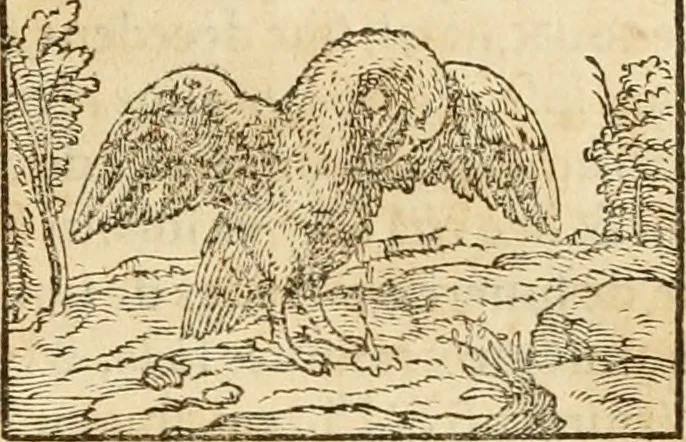 An illustration from Hieroglyphica, sive, De sacris Aegyptiorvm aliarvmqve gentivm literis commentarij, 1575, leaf 296