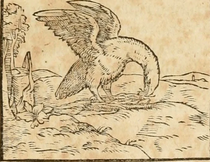 An illustration from Hieroglyphica, sive, De sacris Aegyptiorvm aliarvmqve gentivm literis commentarij, 1575, leaf 298