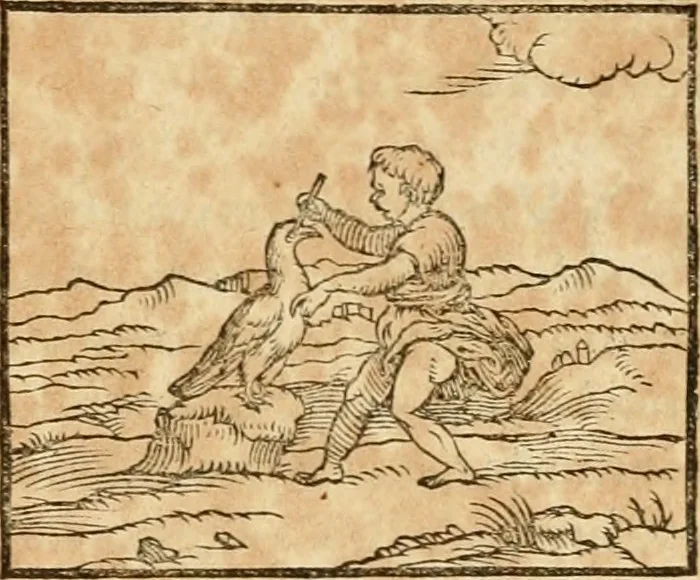 An illustration from Hieroglyphica, sive, De sacris Aegyptiorvm aliarvmqve gentivm literis commentarij, 1575, leaf 308